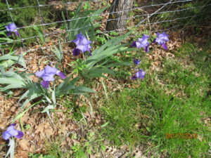 paddle_fish_blooms