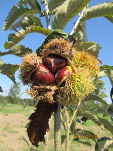 chestnuts_2