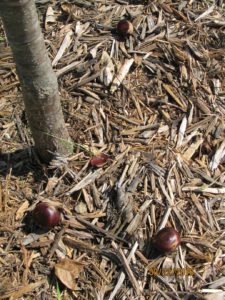 chestnuts_4