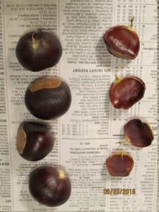 chestnuts_5