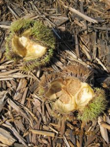 chestnuts_6