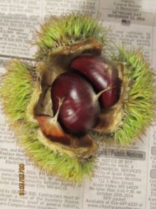 chestnuts_8